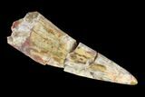 Bargain, Fossil Phytosaur (Machaeroprosopus) Tooth - New Mexico #133294-1